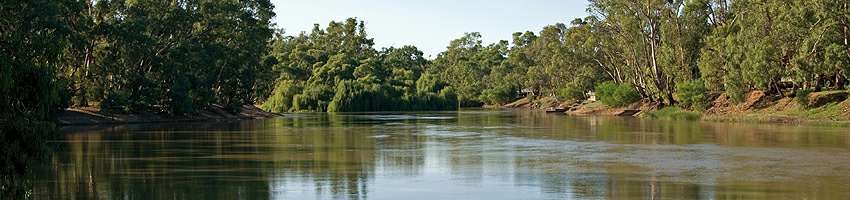 The Murray River on a sunny day surrounded by trees.